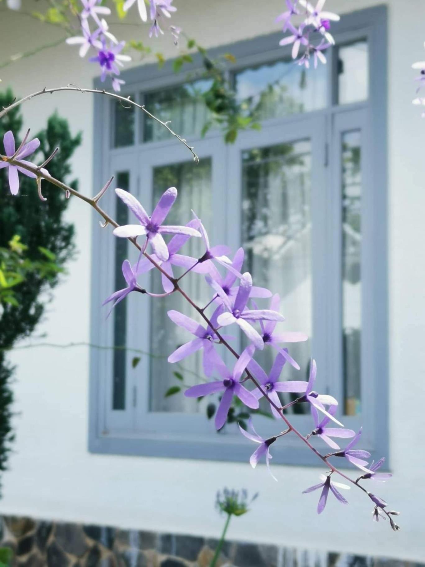 Tia Du Villa Homestay Da Lat Esterno foto